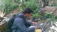 Jagung rebus hasil panen
