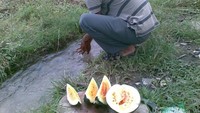 Semangka kuning hasil panen