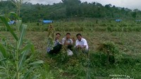 Panen Kacang di kebun warga