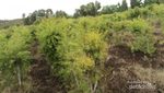 Weekend Beda di Gunungkidul, Susur Perkebunan Kayu Putih!