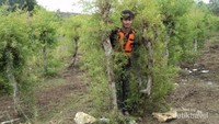 Mengabadikan momen di antara tanaman yang menghijau