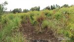 Weekend Beda di Gunungkidul, Susur Perkebunan Kayu Putih!