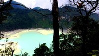 Mengintip Kawah Putih dari balik pohon