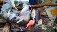 beli ikan langsung dari nelayan yang pulang memancing untuk barbecue malam