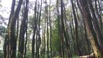 Weekend Getaway di Bogor, Bisa Wisata Alam Hingga Sejarah
