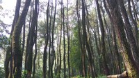 Hutan Pinus