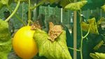 Weekend Getaway di Kebun Buah Mekarsari