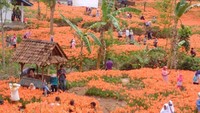 Kebun ini tak kalah cantik dengan kebun bunga di Eropa