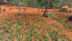 Weekend Ini Main Saja Ke Taman Bunga Amarilis