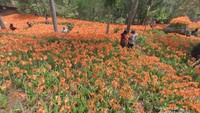 Kebun ini jadi wisata favorit di Gunungkidul