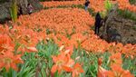 Weekend Ini Main Saja Ke Taman Bunga Amarilis