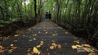 Menyusuri rimbunnya hutan mangrove