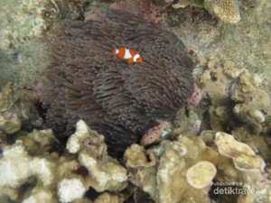 Weekend, Saatnya Bersenang-senang di Karimunjawa