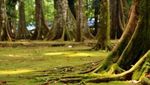 Weekend Segar Jalan-jalan ke Situ Gede Bogor