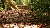 Tertarik jalan-jalan ke hutan?