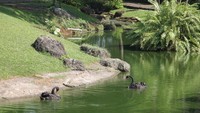 Angsa hitam sedang bermain di danau
