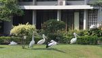Weekend Seru di Taman Burung TMII