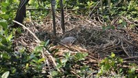 Burung Bangao Tongtong sedang menjaga anaknya