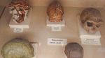Weekend Seru ke Museum Geologi Bandung