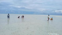 Masyarakat Ayau sedang menangkap cacing laut