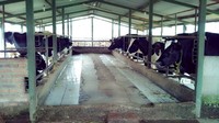 Ada sapi juga di sini