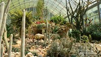 Bagian dalam taman kaktus