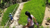 Melewati sawah