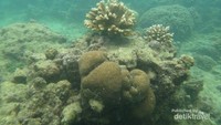 Gugusan karang di perairan Pulau Marak