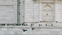 Burung-burung gagak yang sering dijumpai di Kolkata berkerumun di sisi barat gedung