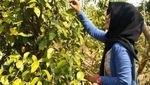 Wisata Beda di Bangka, Panen Lada