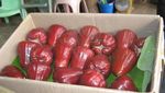 Wisata Beda di Thailand, Belanja Buah di Pasar Induk