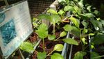 Wisata Berkebun di Jakarta, Bisa Kok!