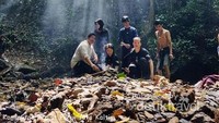 kanopi hutan yang tinggi membuat cahaya matahari tidak sampai ke dasar lantai hutan, membuat jejak cahaya yang indah.