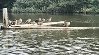 Salah satu pemandangan di danau Loosdrechtse Plassen