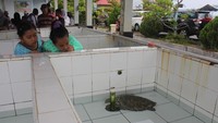 Konservasi Penyu ini cocok untuk wisata edukasi
