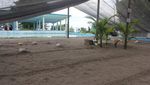 Wisata Edukasi di Penangkaran Penyu Pariaman