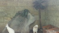 Kanguru Albino yang unik di Faunaland