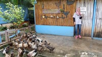 Belajar tentang beternak di Learning Farm