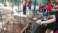 Memberi makan Rusa di Learning Farm