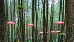 Wisata Hutan Pinus Semeru di Malang yang Kekinian