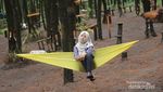 Wisata Hutan Pinus Semeru di Malang yang Kekinian