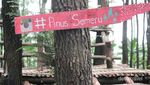 Wisata Hutan Pinus Semeru di Malang yang Kekinian