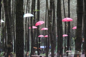 Wisata Hutan Pinus Semeru di Malang yang Kekinian