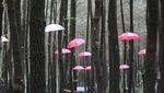 Wisata Hutan Pinus Semeru di Malang yang Kekinian