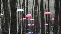 Hutan Pinus Semeru yang cocok buat ngadem ngilangin suntuk setelah penat akibat kerjaan