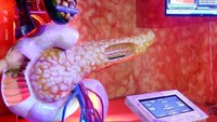 Salah satu replika organ dalam tubuh manusia, yaitu kandung empedu