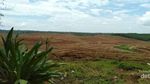 Wisata ke Kebun Karet di Bulukumba