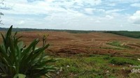 Lahan Untuk Tanaman Karet Yang Baru