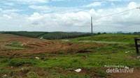 Tanaman Bibit Karet Akan Ditanam Kembali