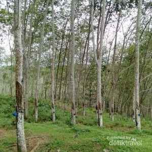 Wisata ke Kebun Karet di Bulukumba